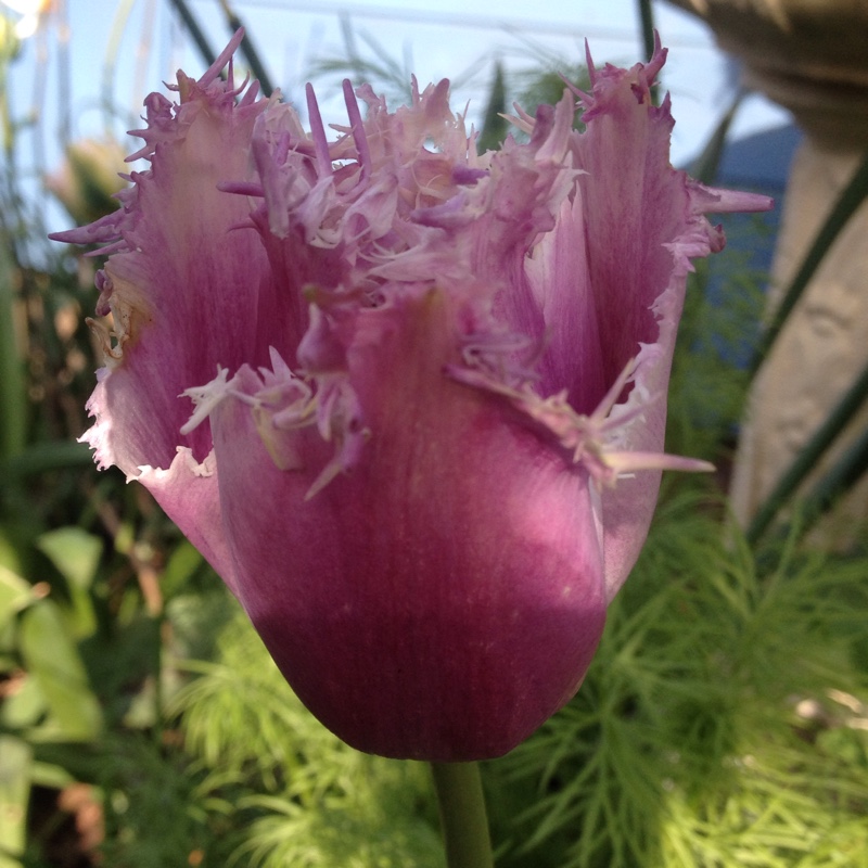 Tulip 'Fancy Frills' (Fringed)