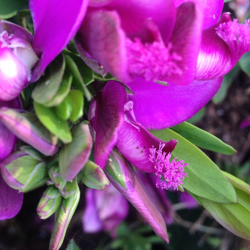 Myrtle-leaf Milkwort