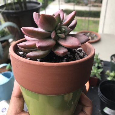 Graptosedum 'California Sunset'