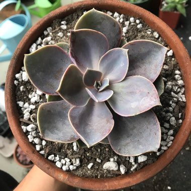 Echeveria 'Perle Von Nurnberg'