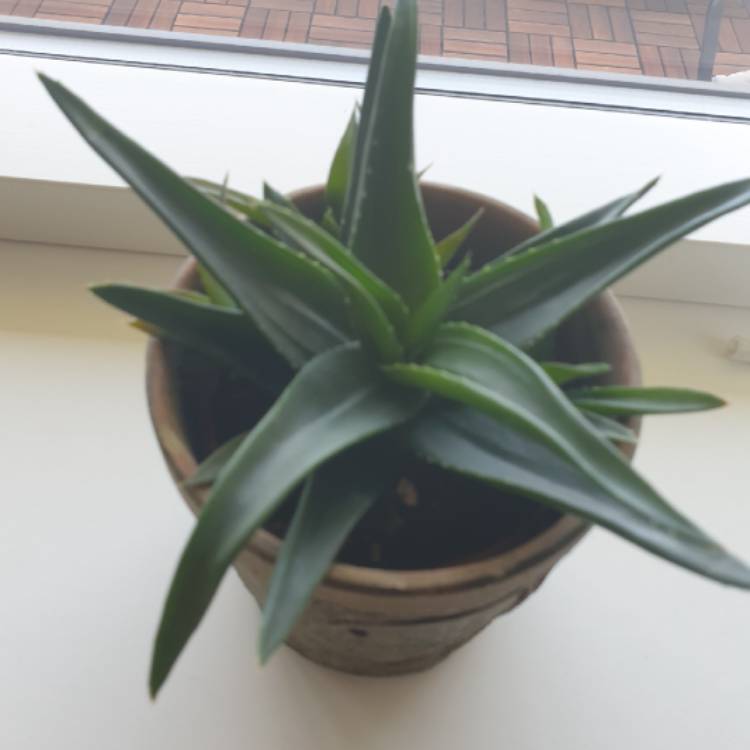 Plant image Aloe 'Black Gem'