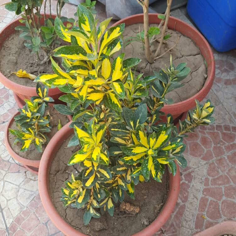 Plant image Euonymus fortunei 'Golden Harlequin'