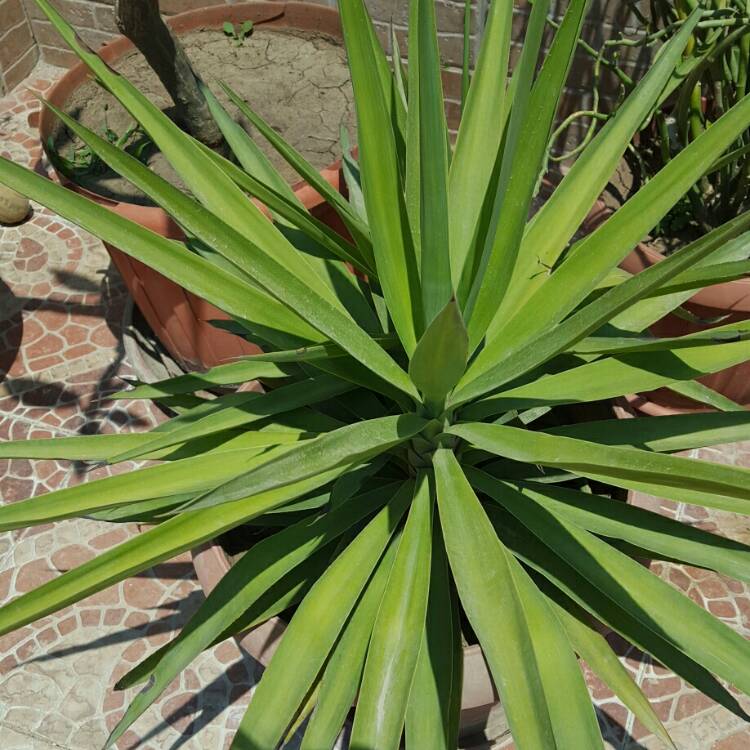 Plant image Yucca gloriosa