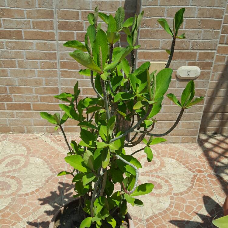 Plant image Euphorbia umbellata syn. Synadenium grantii