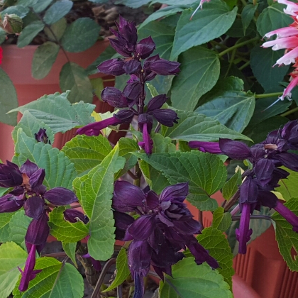 Plant image Salvia splendens 'Sizzler Purple'