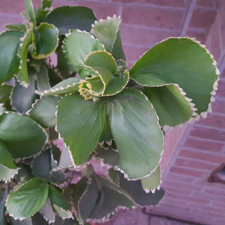 Plant image Acalypha wilkesiana forma circinata