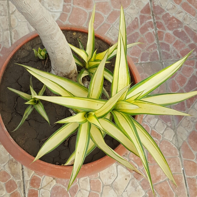 Plant image Yucca elephantipes 'Variegata'