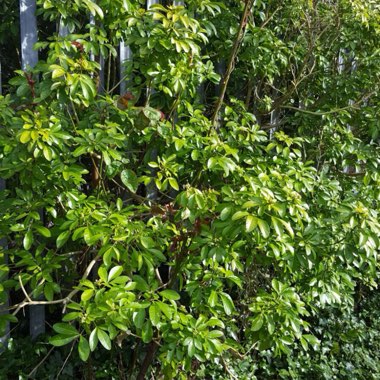 Mexican Orange Blossom