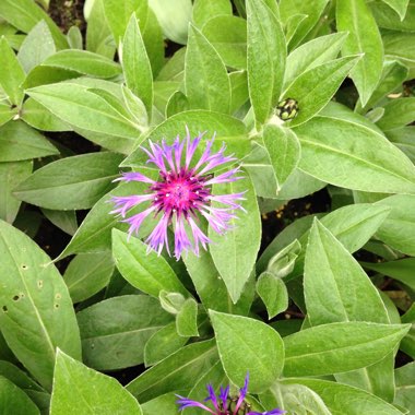 Cornflower