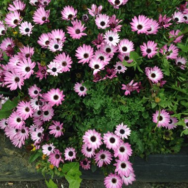 African Daisy 'Jucundum'