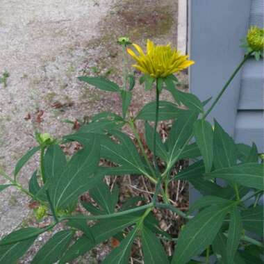 Shiny coneflower