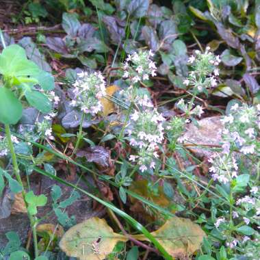 Creeping Thyme