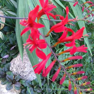 Montbretia 'Lucifer'