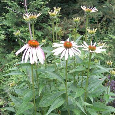 Coneflower 'Magnus'