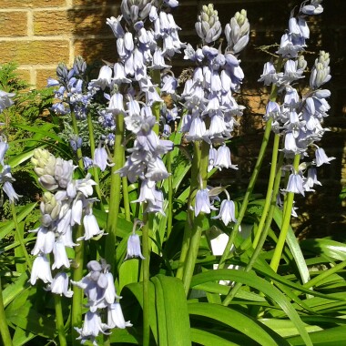 English Bluebell