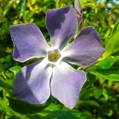 Lesser Periwinkle