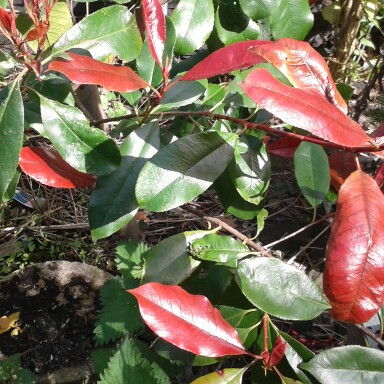 Photinia 'Magical Volcano'