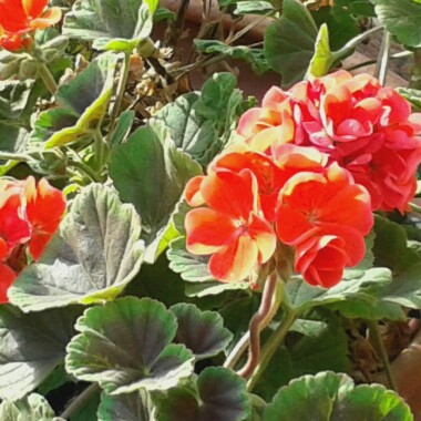 Pelargonium (Geranium)