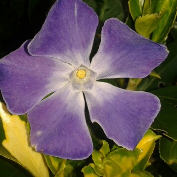 Lesser Periwinkle