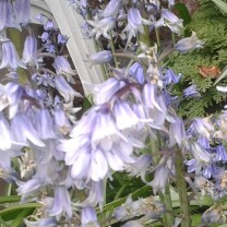 English Bluebell