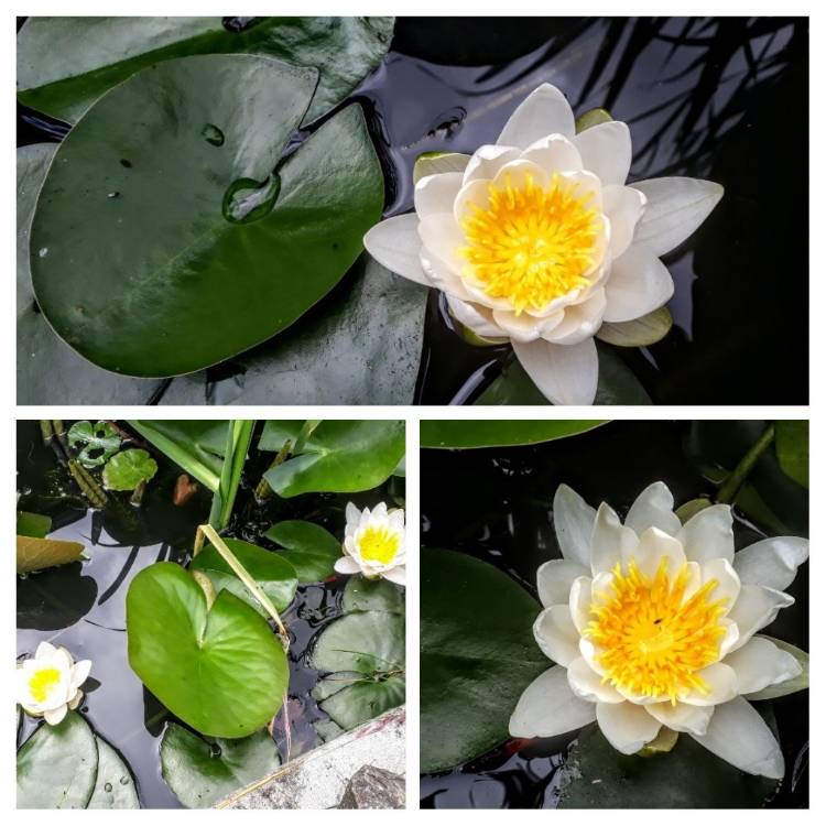 Plant image Nymphaea 'Candida'