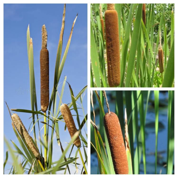 Plant image Typha