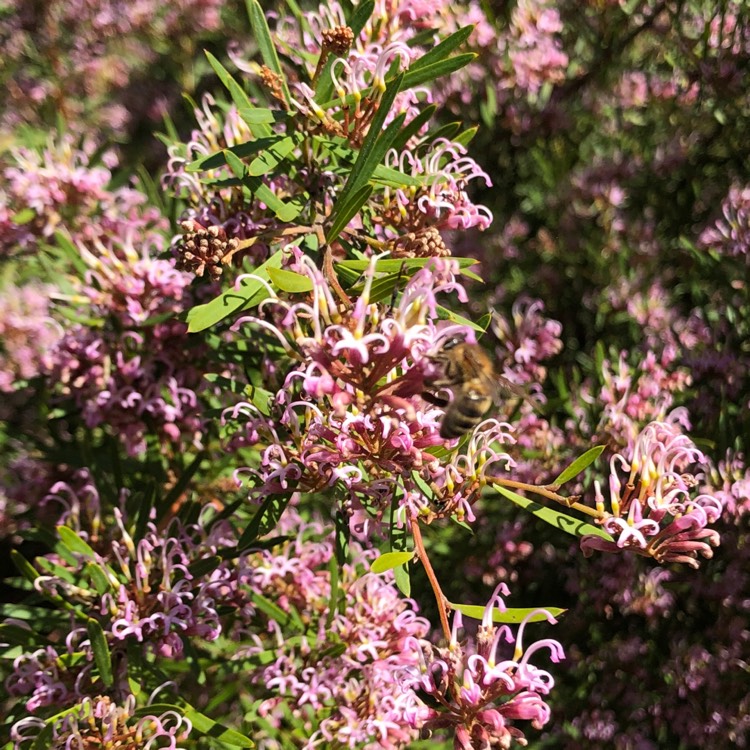 Plant image Grevillea Sericea