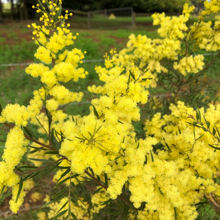 Plant image Acacia fimbriata