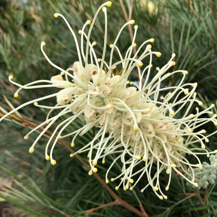 Plant image Grevillea 'Moonlight'