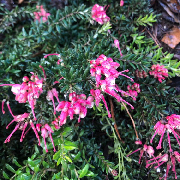 Plant image Grevillea Strawberry Smoothie 