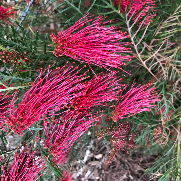 Plant image Grevillea 'Red Hooks'