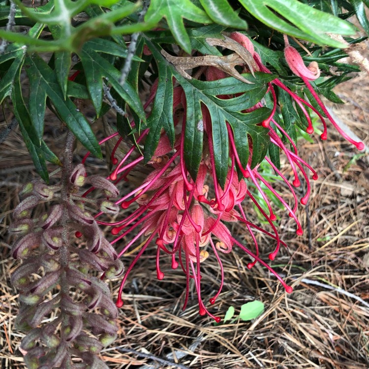 Plant image Grevillea 'Robyn Gordon'