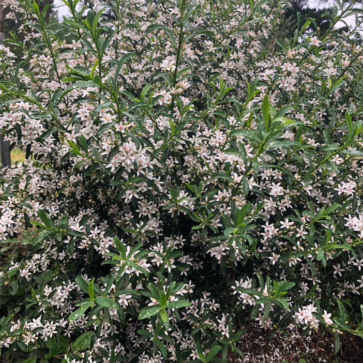 Plant image Philotheca myoporoides (formerly Eriostemon myoporoides)