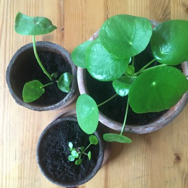 Pilea peperomioides