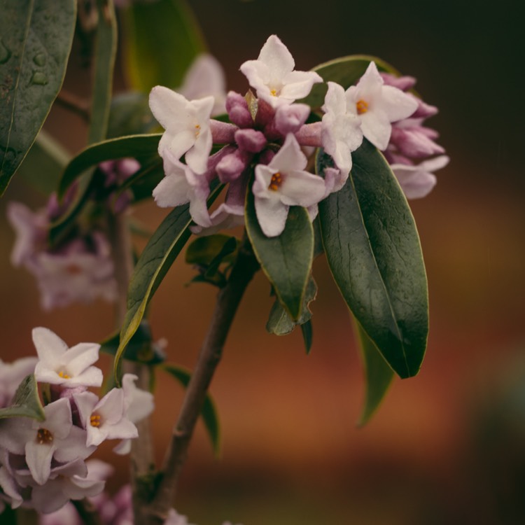 Plant image Daphne