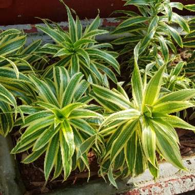 Spider Plant 'Picturatum'