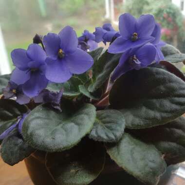 African Violet