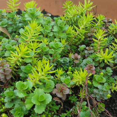 Sedum 'Rupestre Angelina'