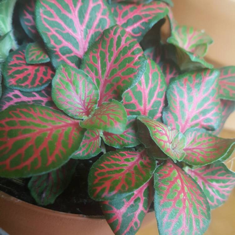 Plant image Fittonia argyroneura 'Red Anne'