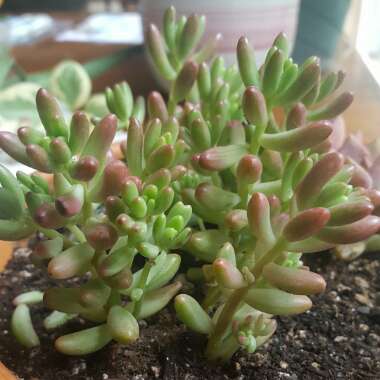 Sedum 'Pink Jelly Beans'