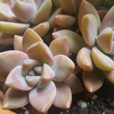 Graptosedum 'California Sunset'