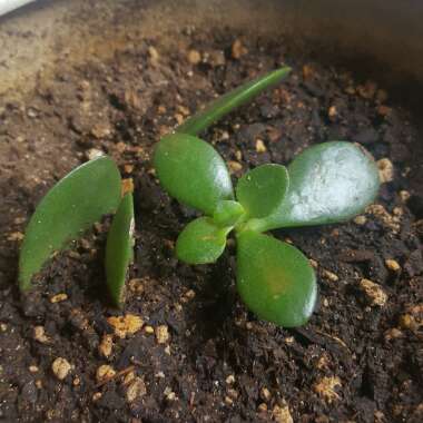 Jade Plant