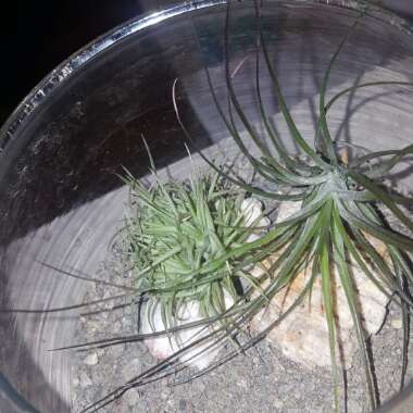 Airplant