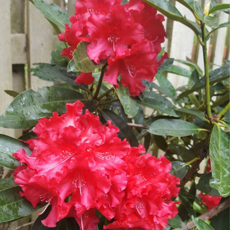 Plant image Rhododendron 'Taurus'