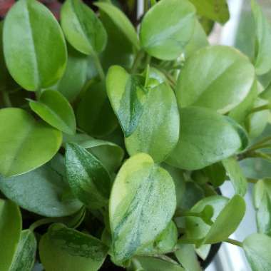 Peperomia Orba