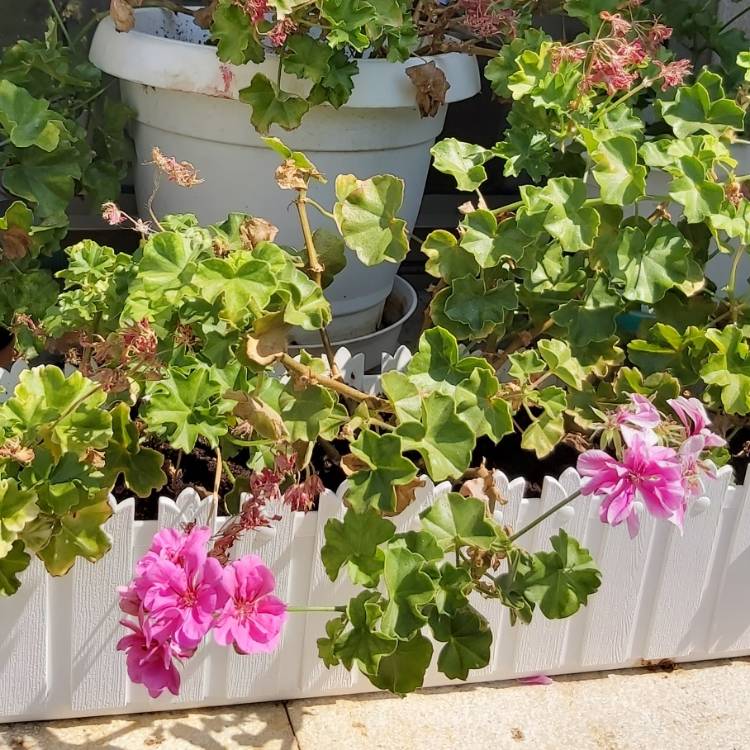 Plant image Pelargonium 'Grandeur White' (Ivy Leaved Grandeur Series)