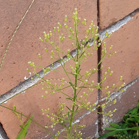 Plant image Galium aparine