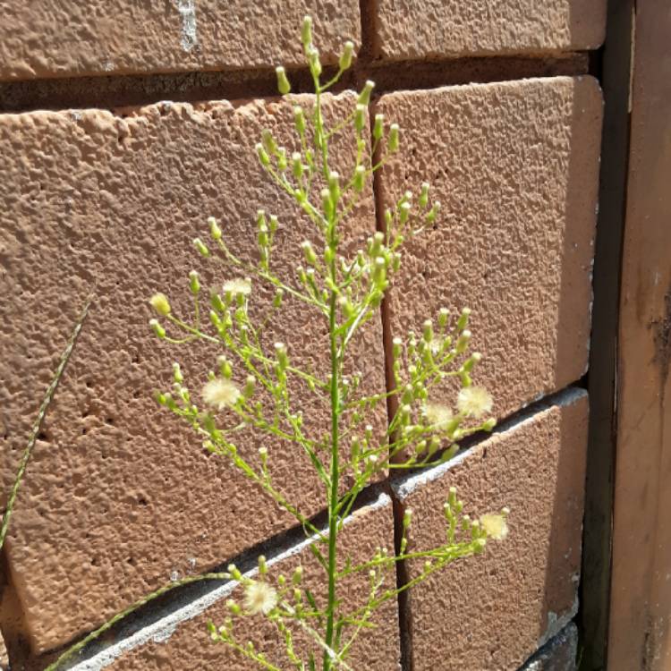 Plant image Galium aparine