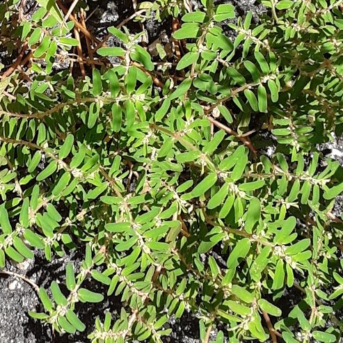 Plant image Chamaesyce maculata syn. Euphorbia maculata