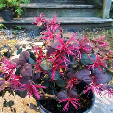 Loropetalum